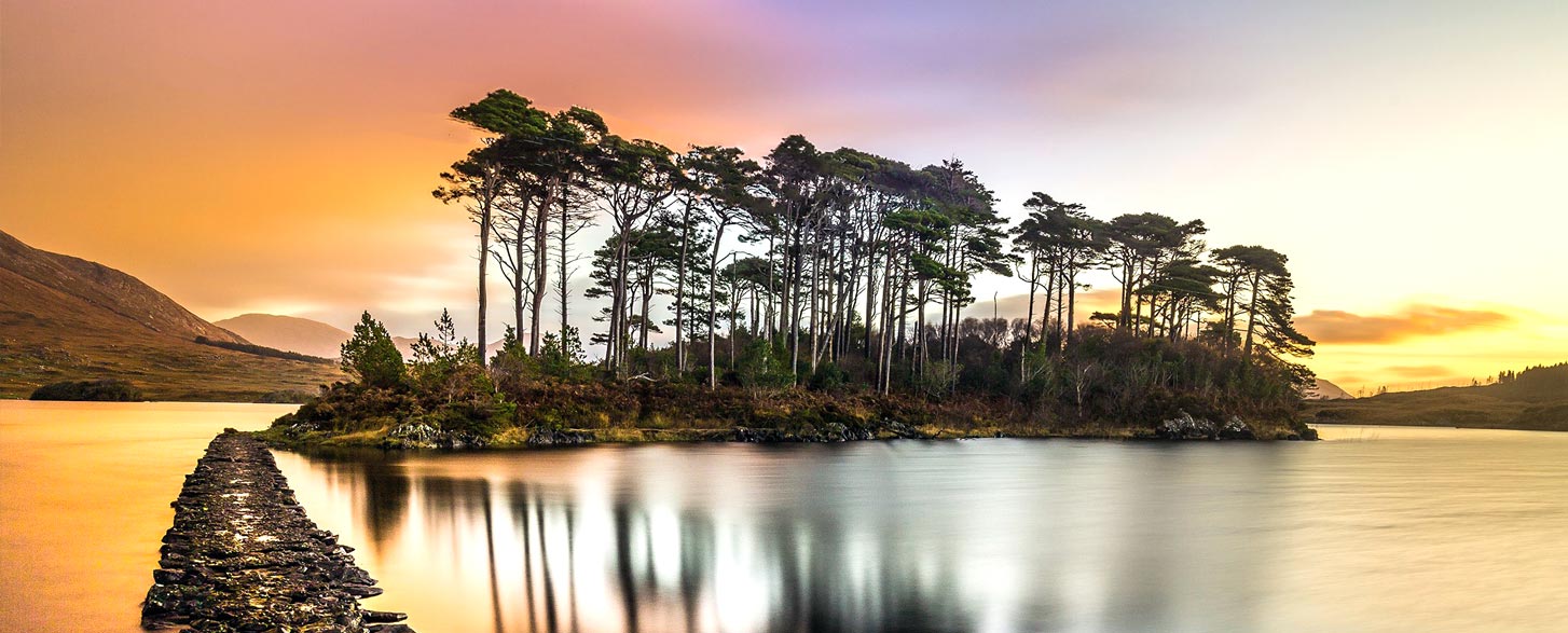 wild gaia  rewilding ireland for a greener future